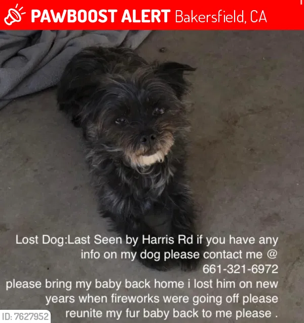 Lost dog in Bakersfield, CA, 93313