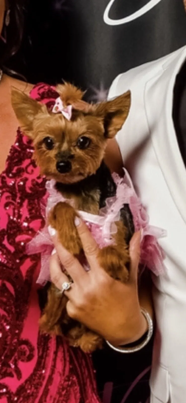 Lost dog in Sun City, CA, 92587