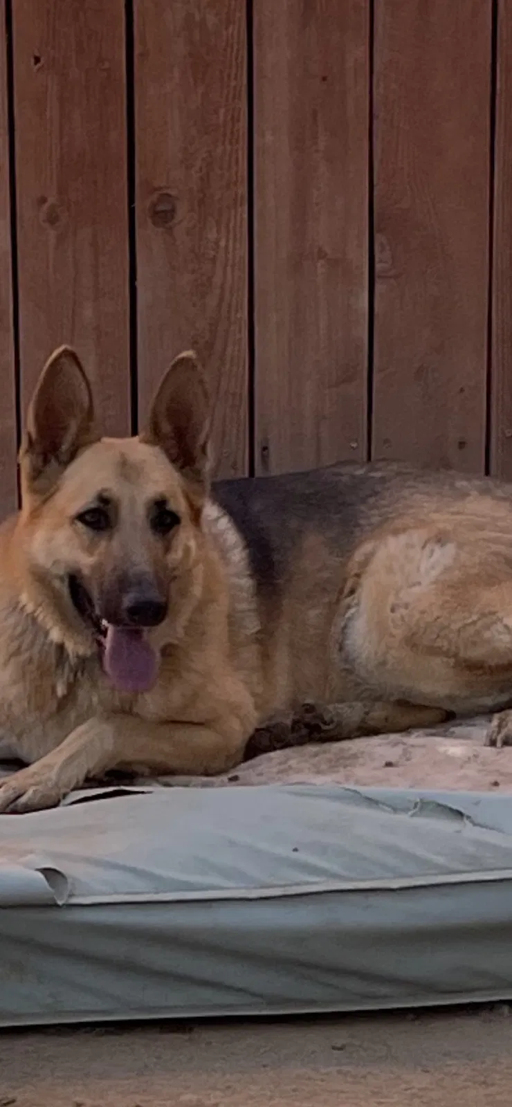 Lost dog in Bakersfield, CA, 93306