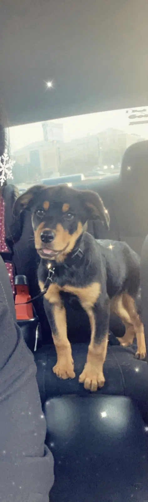 Lost dog in San Antonio, TX, 78207