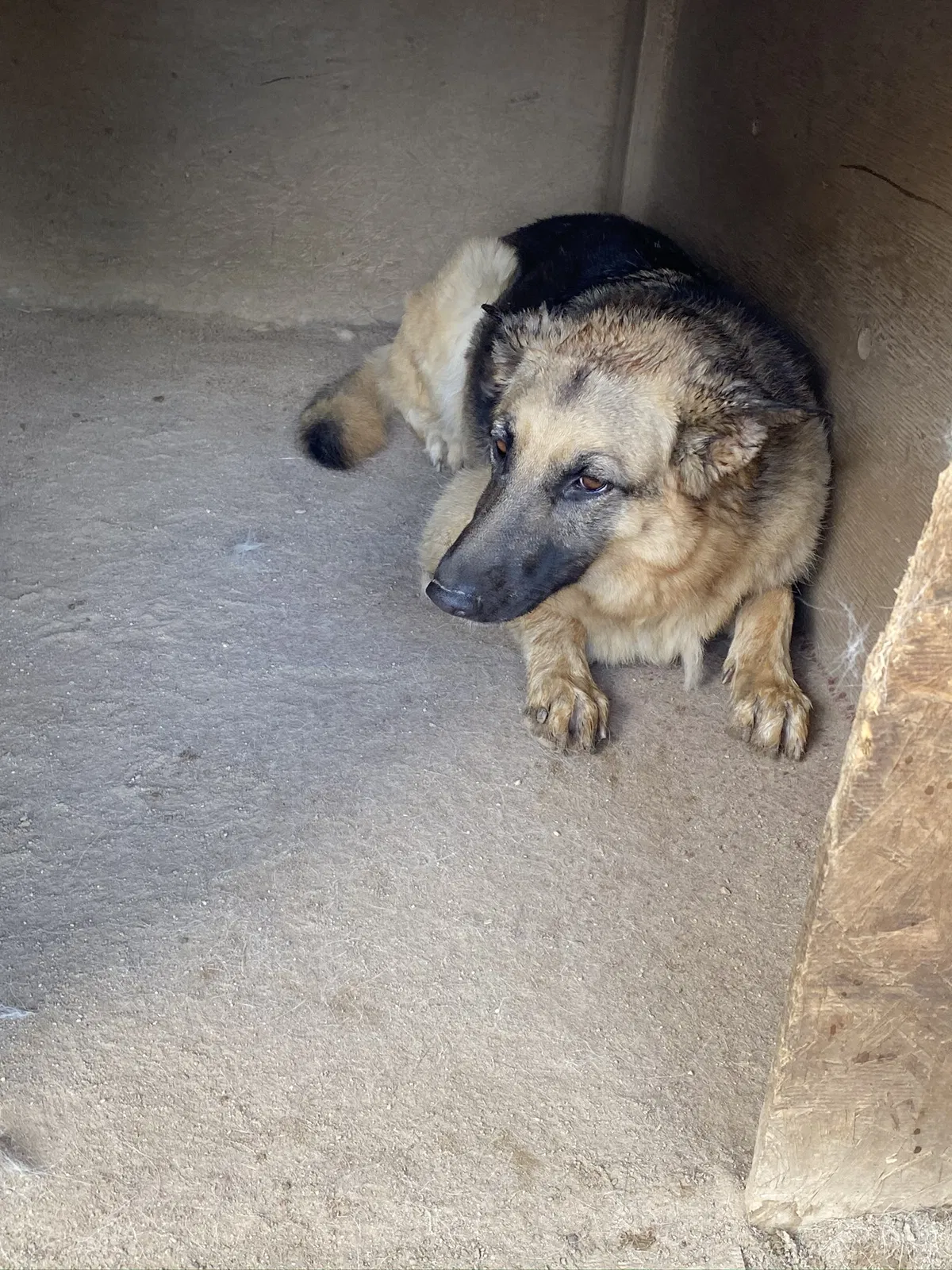 Lost dog in Bakersfield, CA, 93306