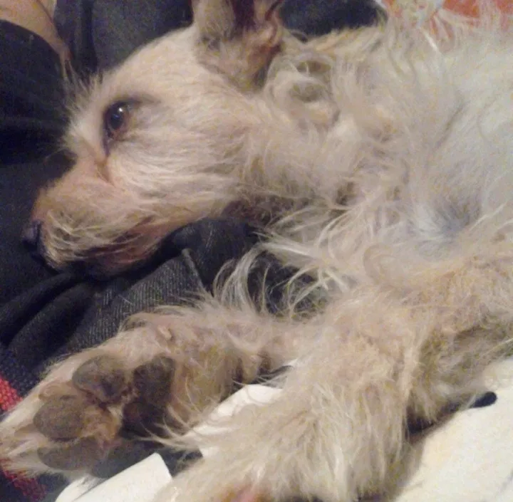 Lost dog in Los Banos, CA, 93635