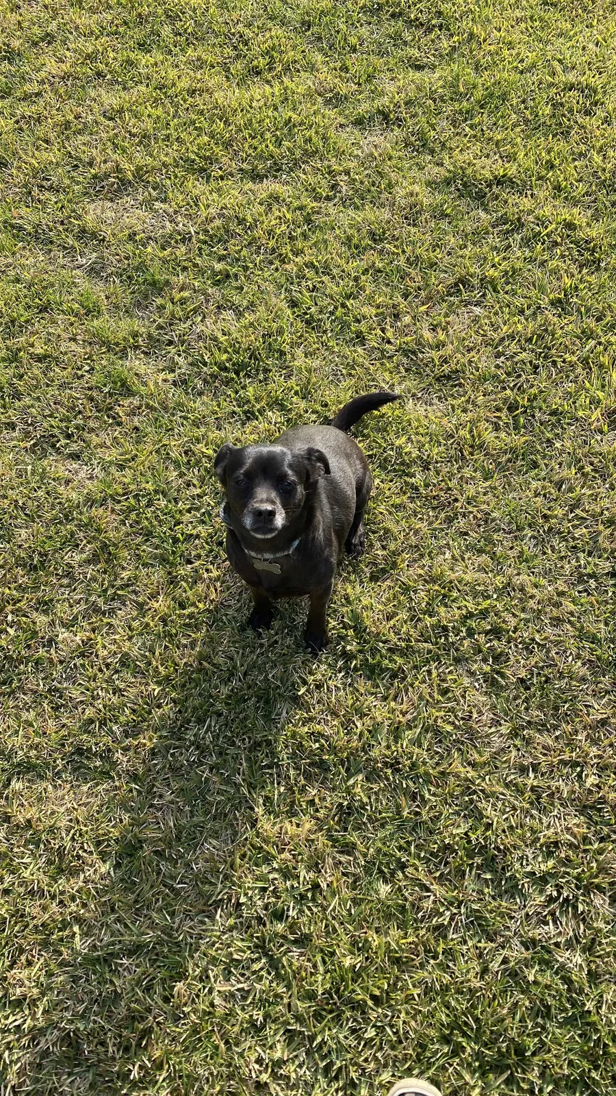 Lost dog in Visalia, CA, 93291