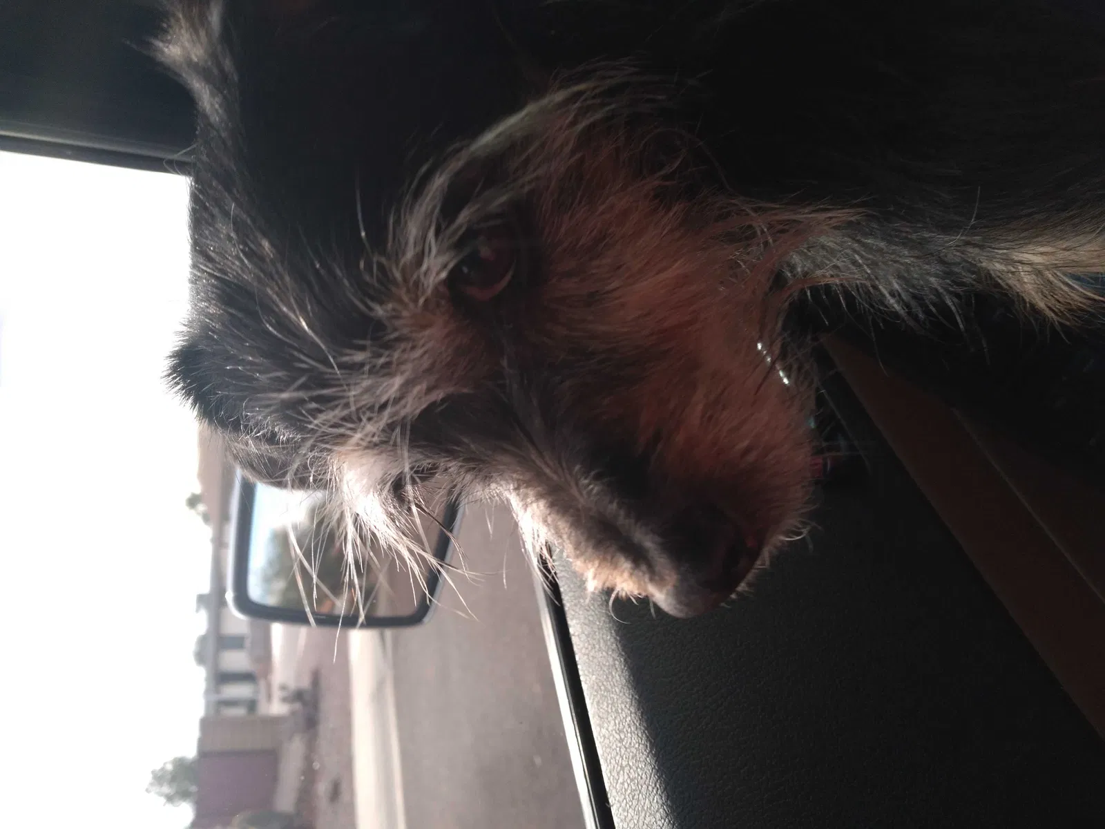 Lost dog in Mesa, AZ, 85208