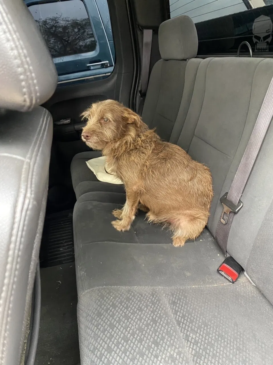 Lost dog in Mcallen, TX, 78501