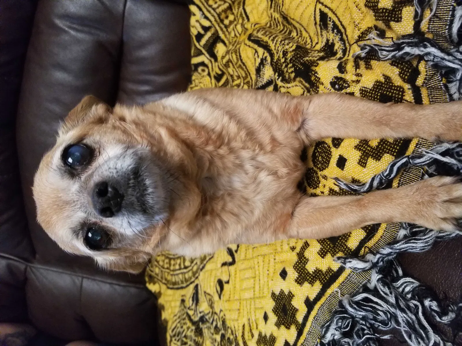 Lost dog in Sylmar, CA, 91342