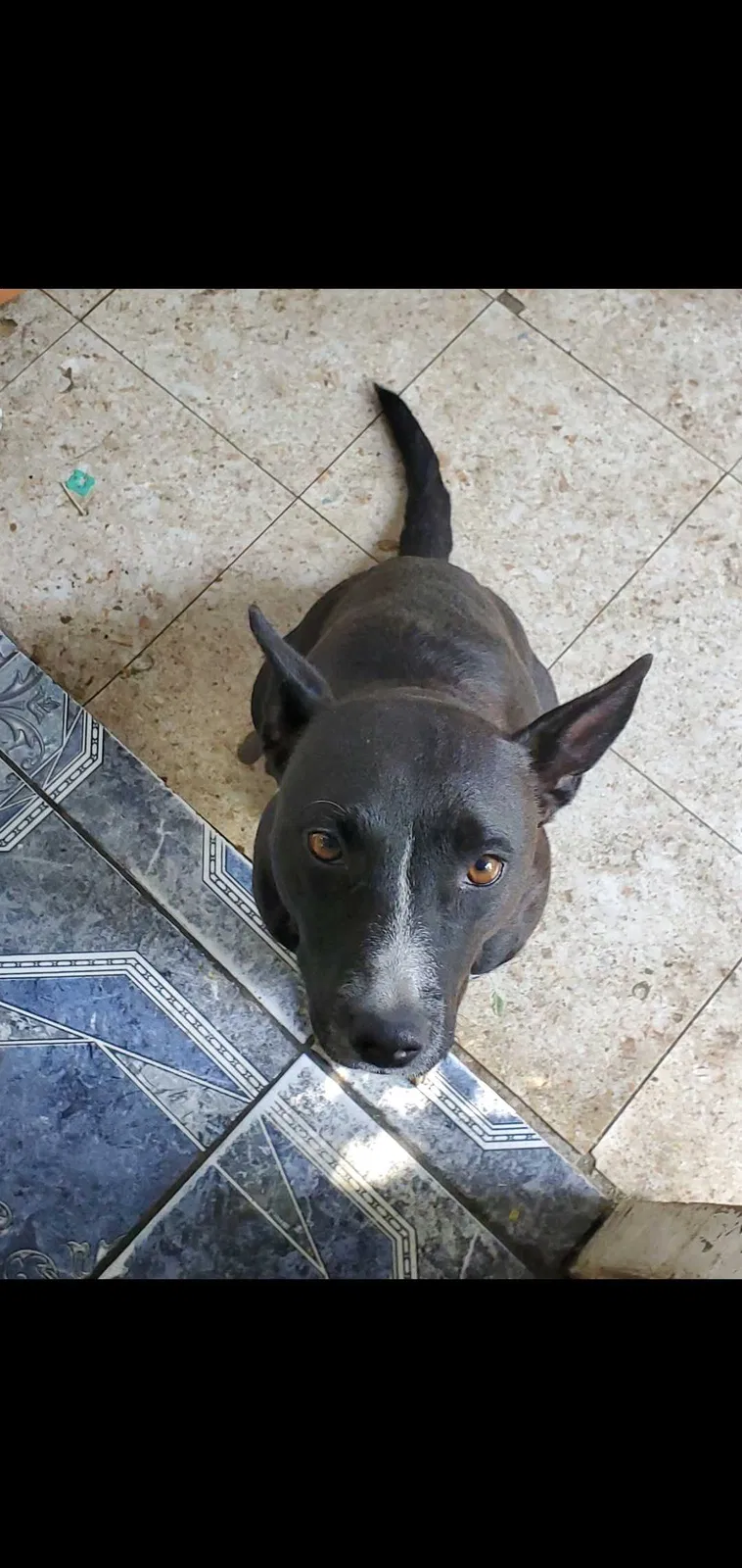 Lost dog in Fontana, CA, 92335