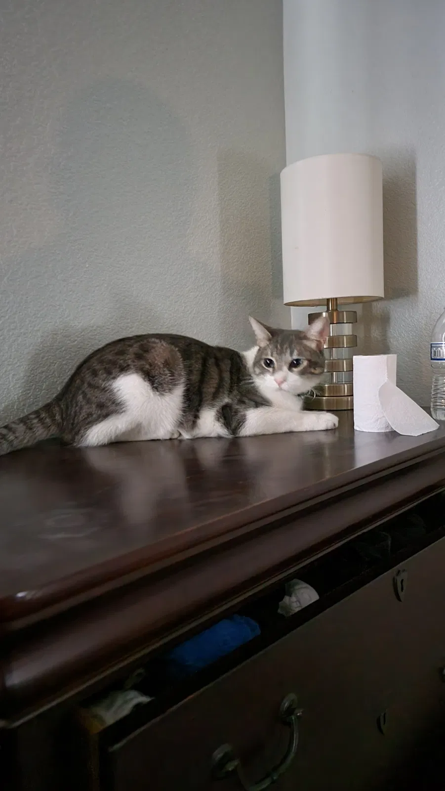 Lost cat in Lathrop, CA, 95330