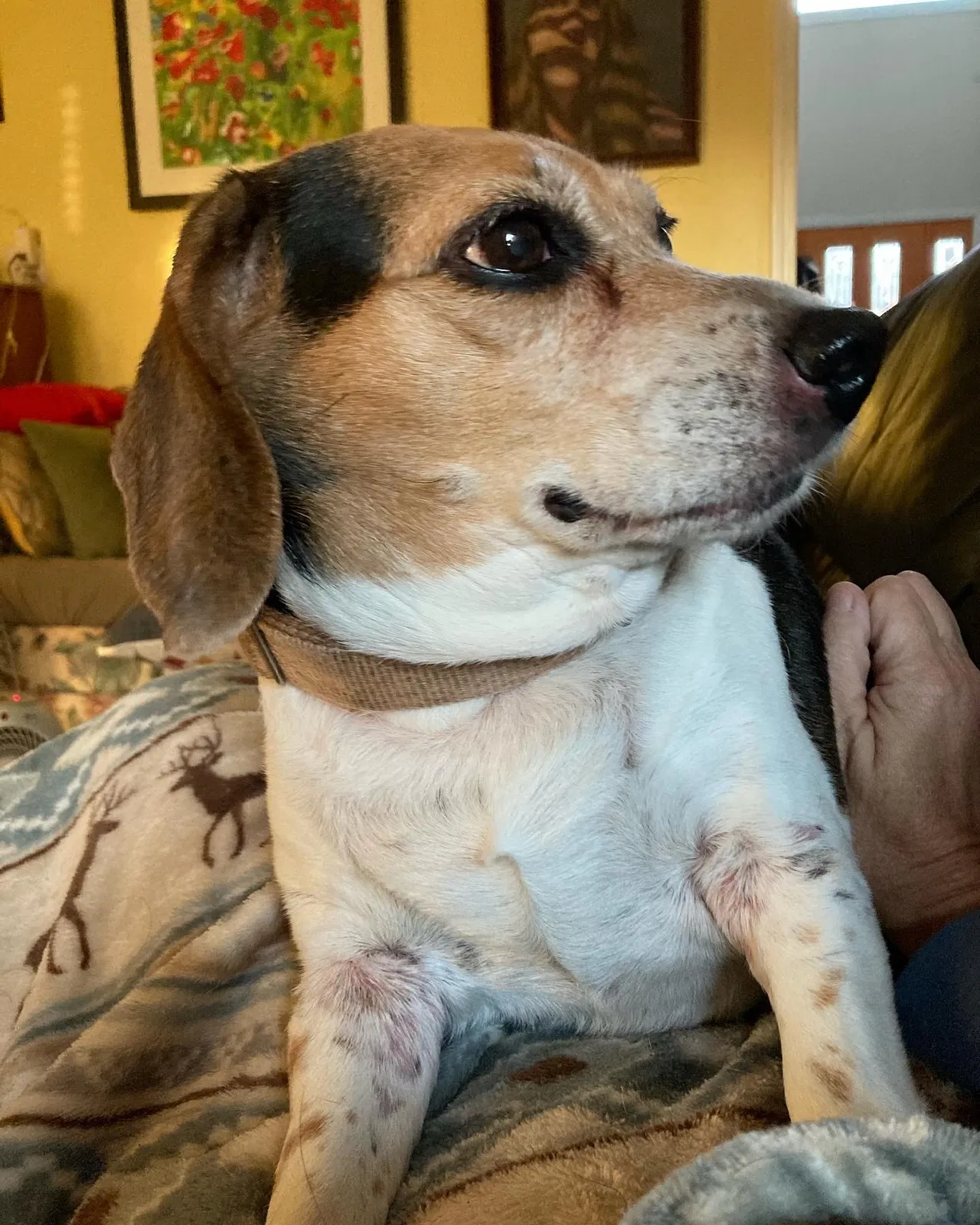 Lost dog in Greenwood, IN, 46142