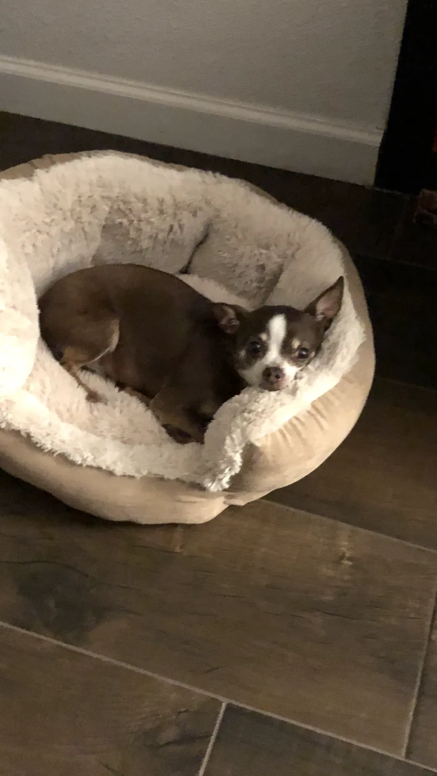 Lost dog in Stockton, CA, 95209