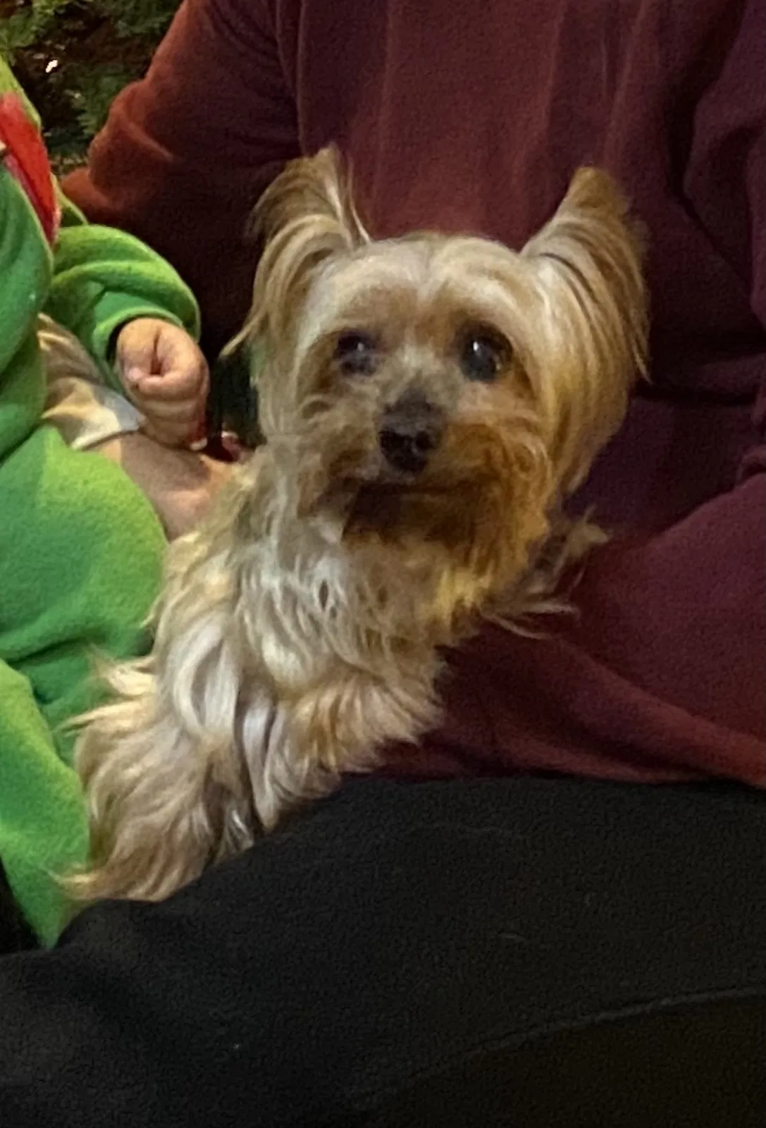 Lost dog in Los Angeles, CA, 90062