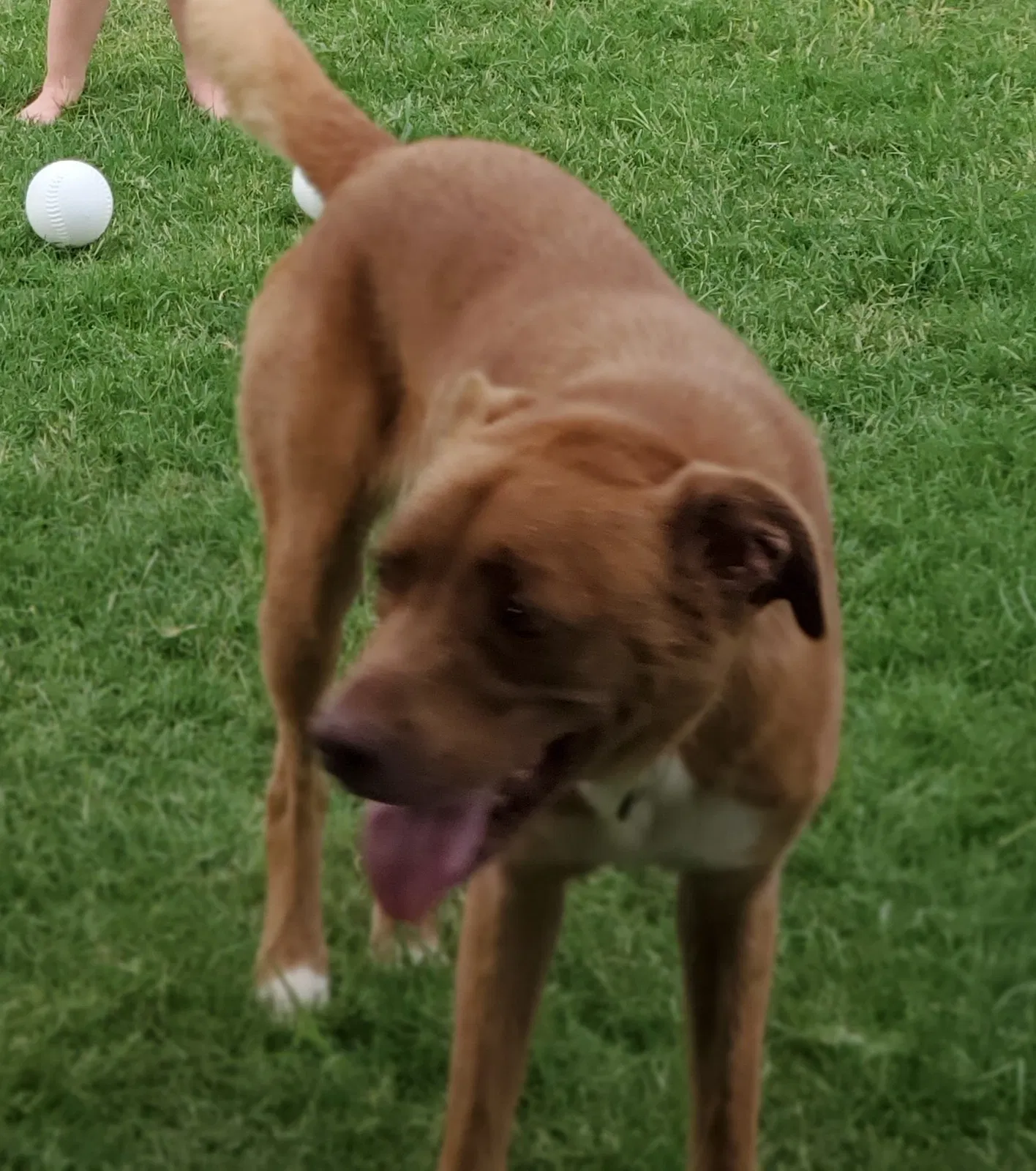 Lost dog in Rockwall, TX, 75032