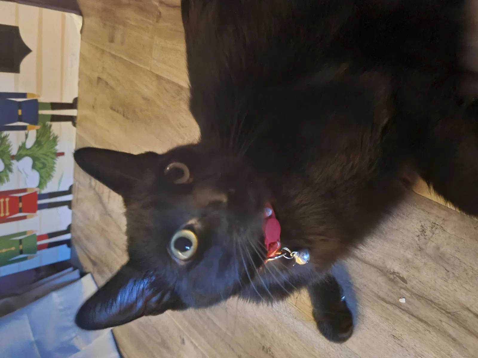 Lost cat in Los Angeles, CA, 90019