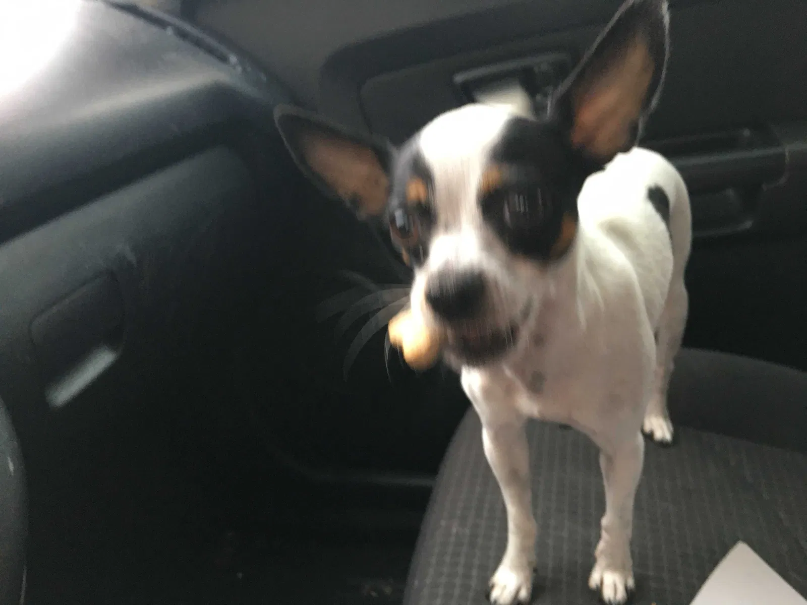 Lost dog in Abilene, TX, 79606