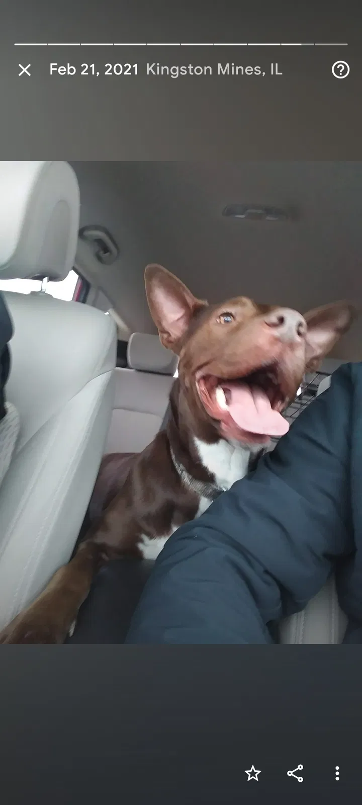 Lost dog in Peoria, IL, 61604