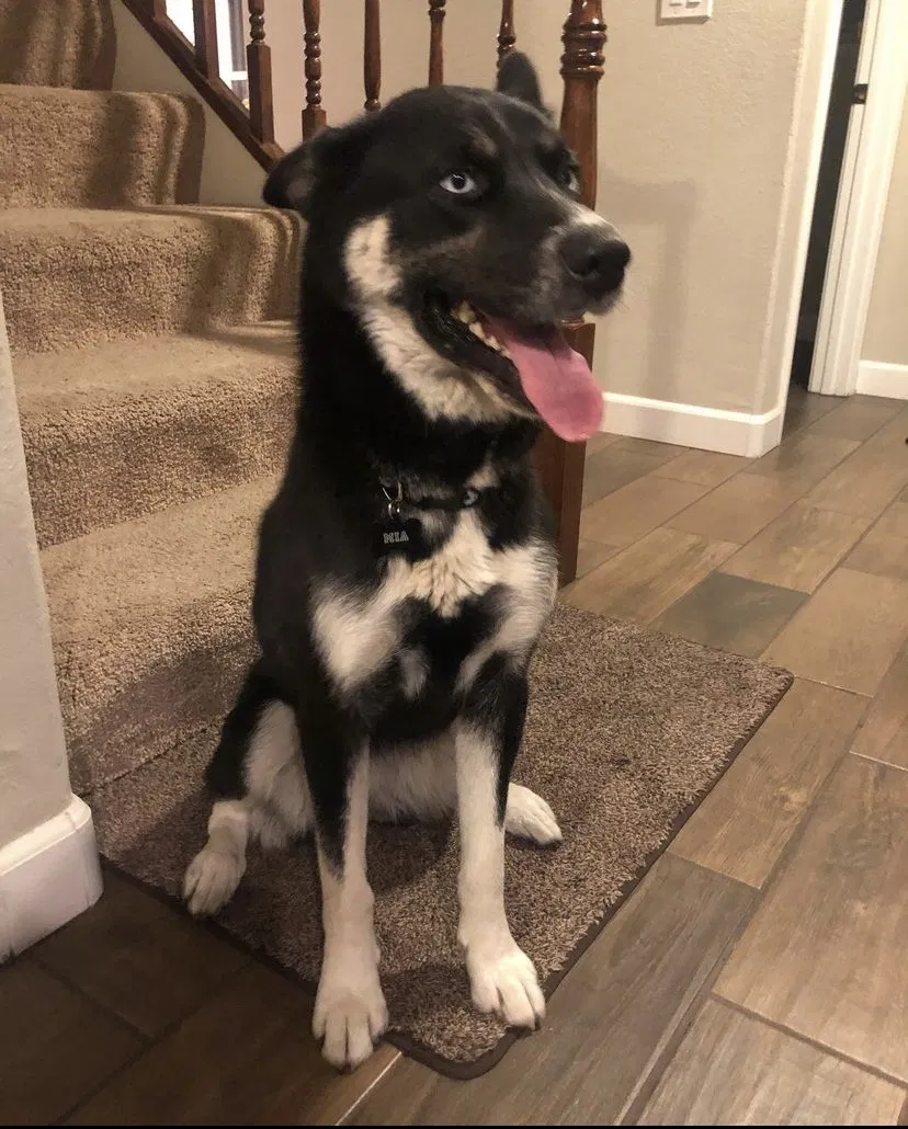 Lost dog in Salinas, CA, 93906