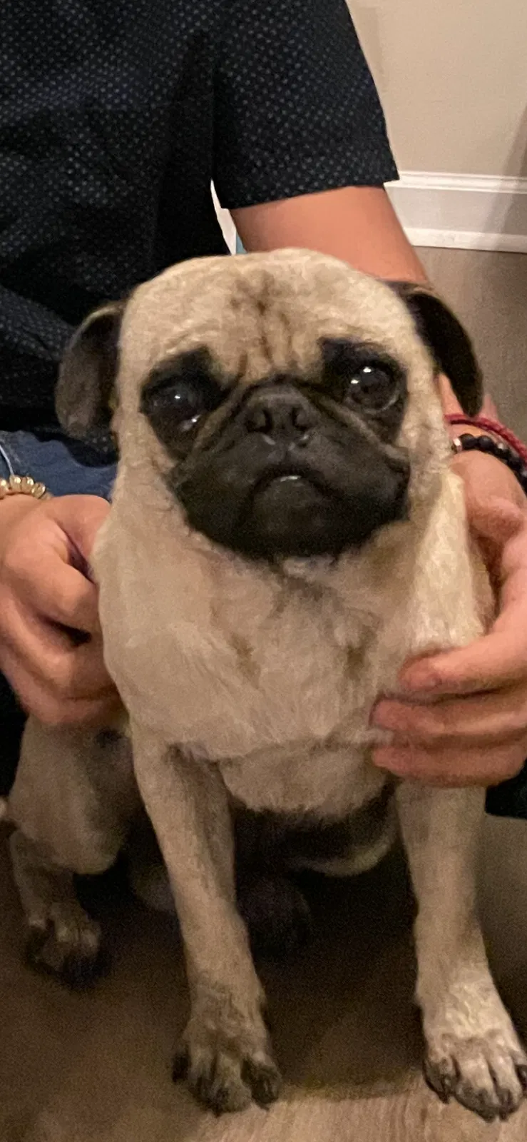 Lost dog in Villa Rica, GA, 30180