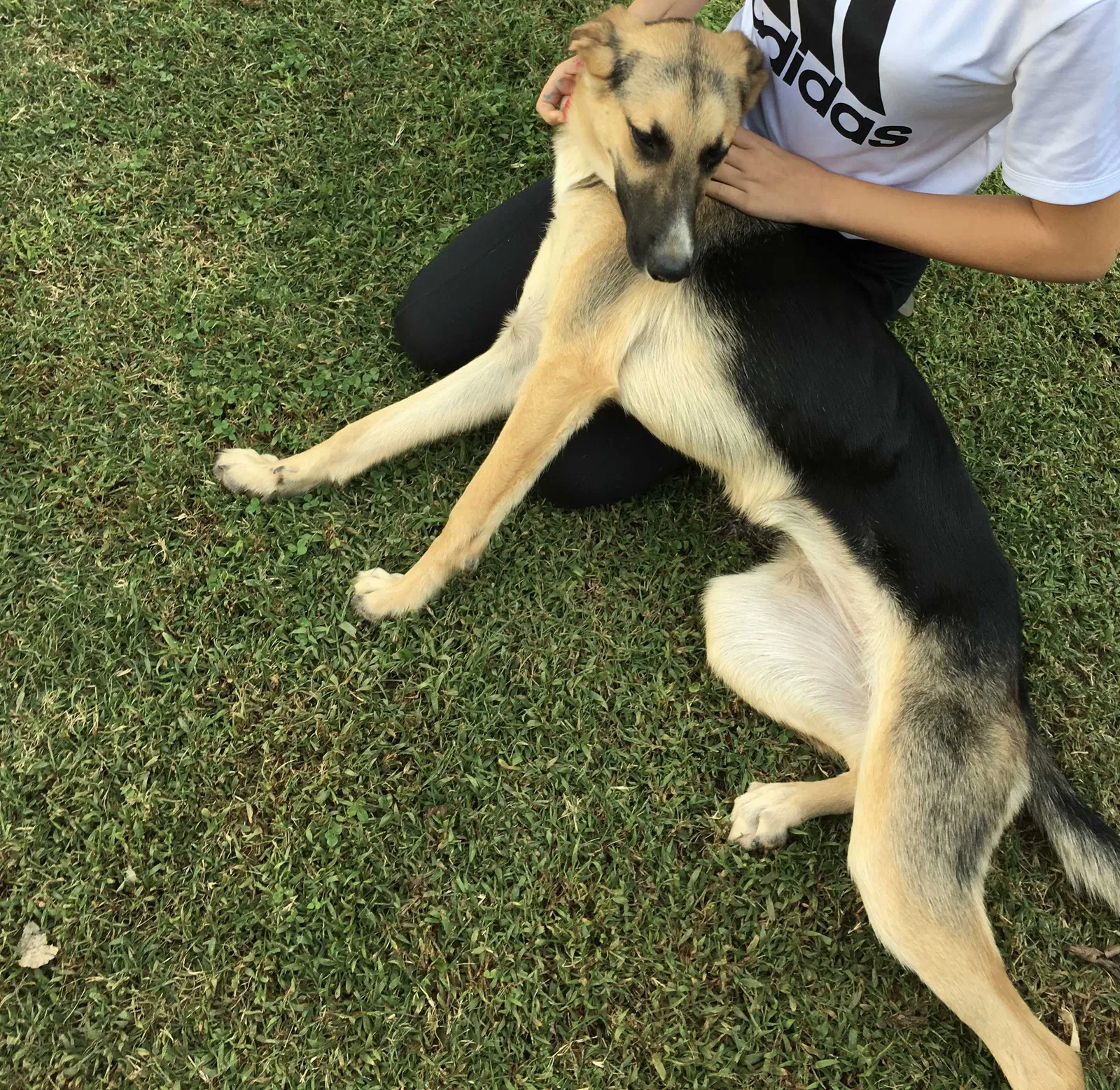 Lost dog in Lexington, NC, 27295