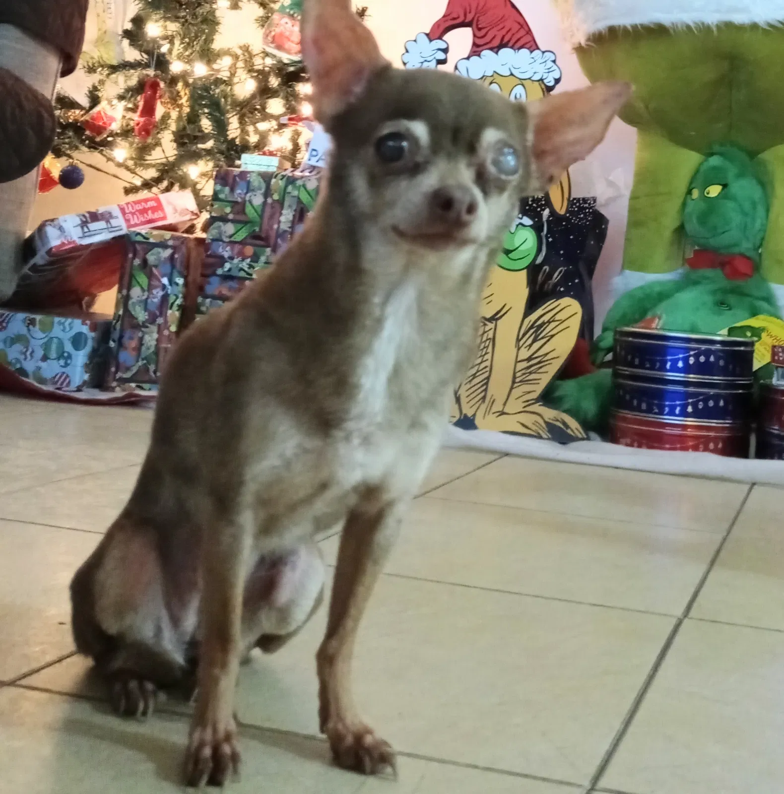 Lost dog in Brownsville, TX, 78520