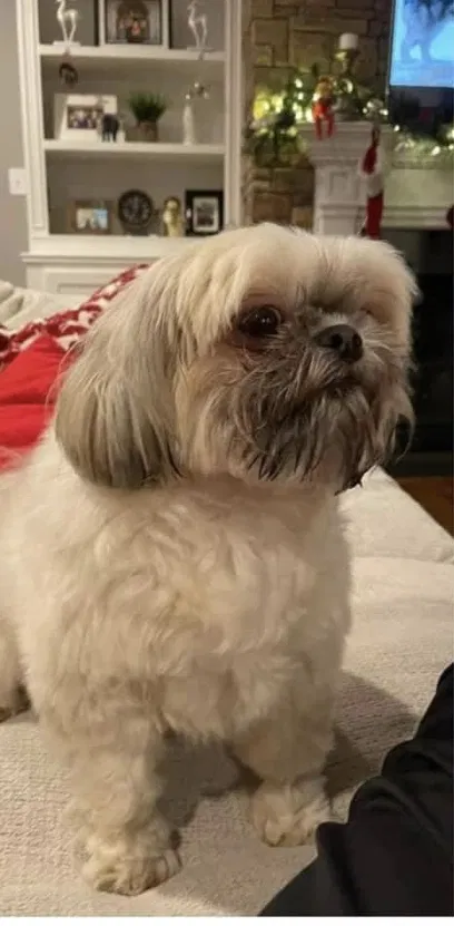 Lost dog in Knoxville, TN, 37922