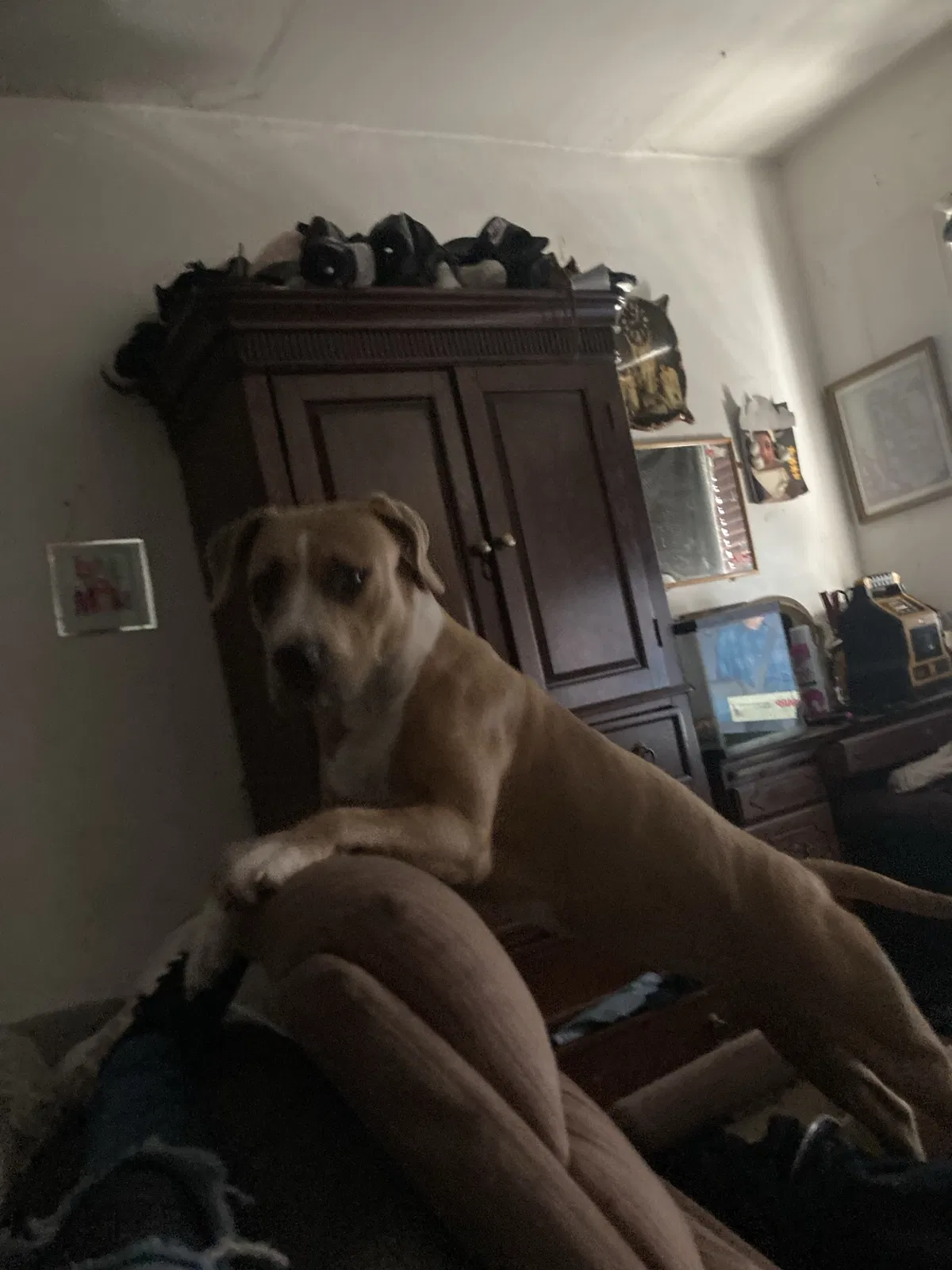 Lost dog in Colton, CA, 92324
