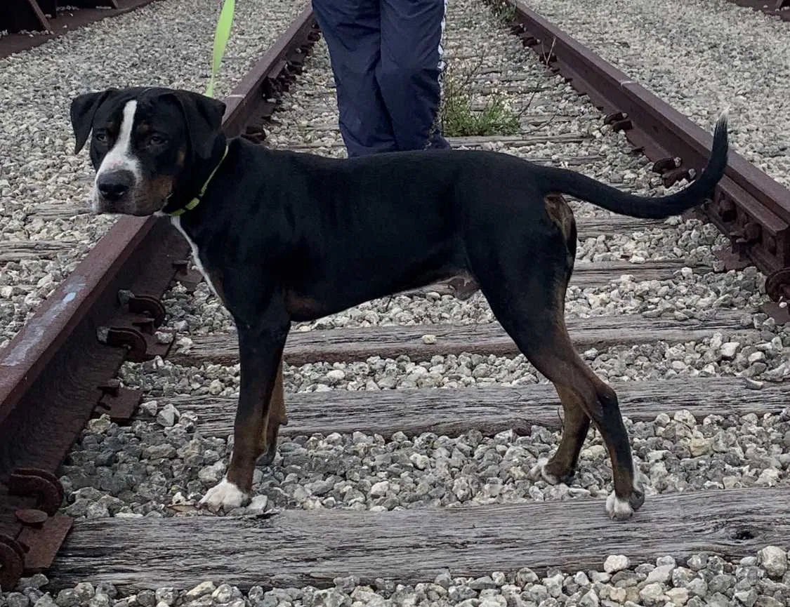 Lost dog in Haines City, FL, 33844