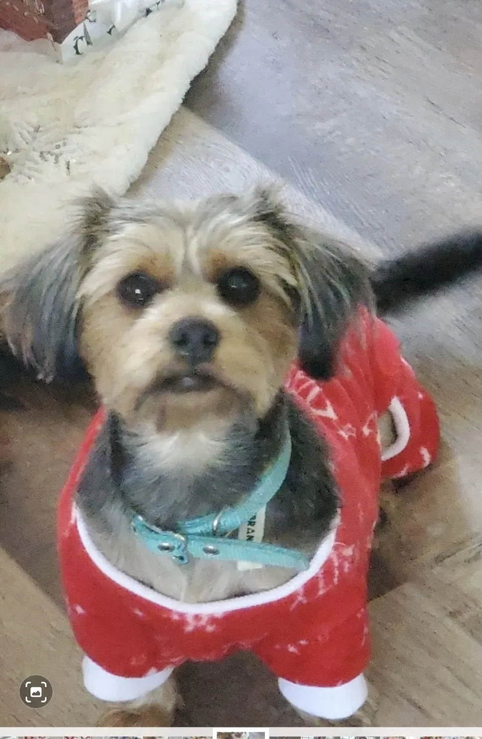 Lost dog in Orlando, FL, 32824