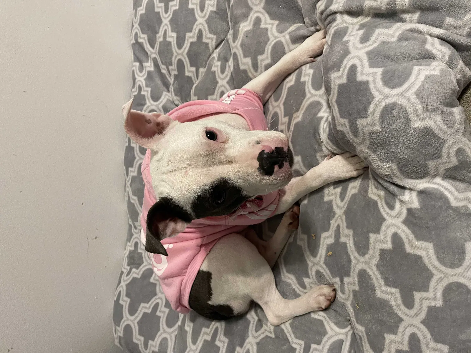 Lost dog in Kissimmee, FL, 34744