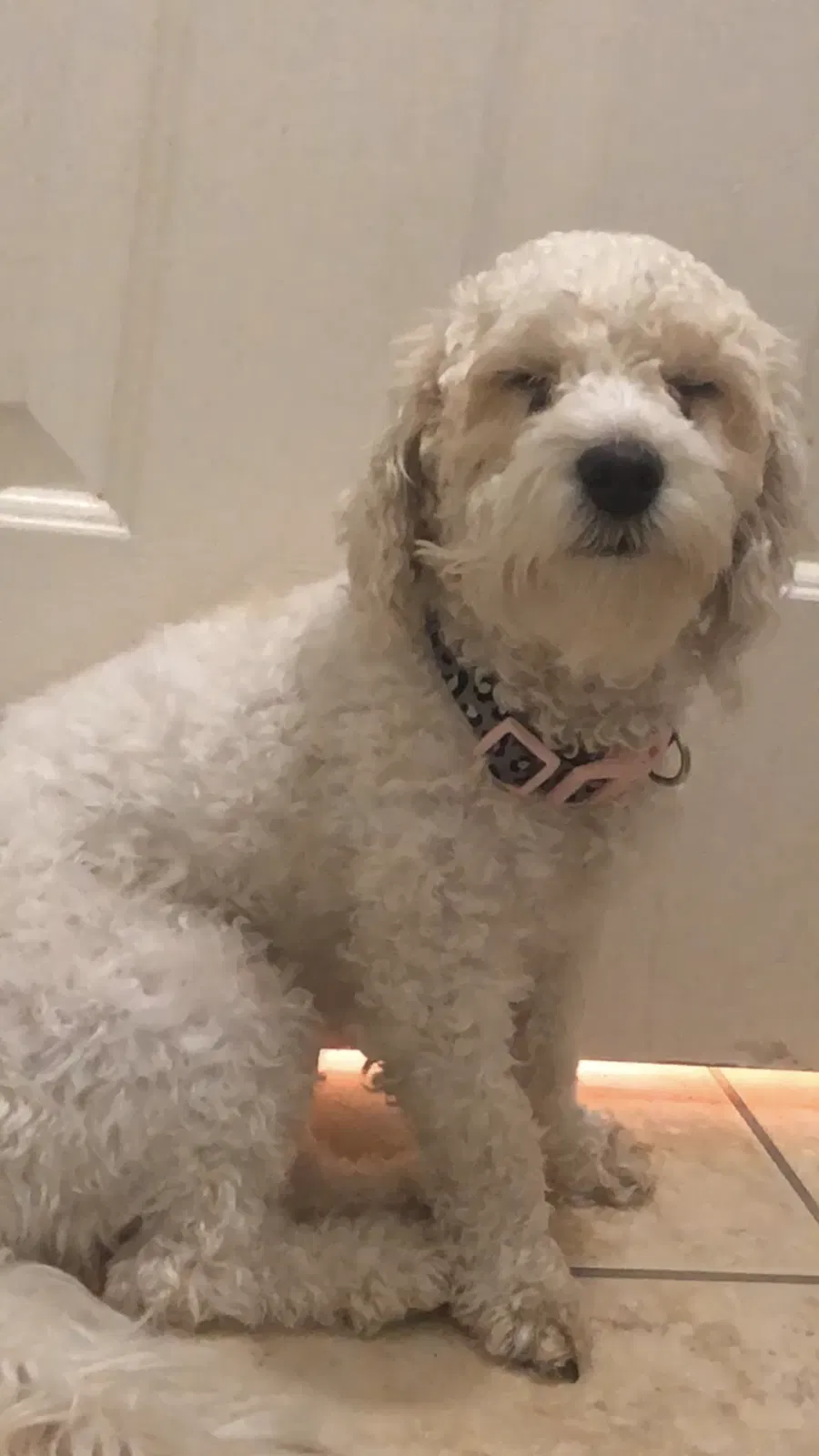 Lost dog in Victorville, CA, 92394