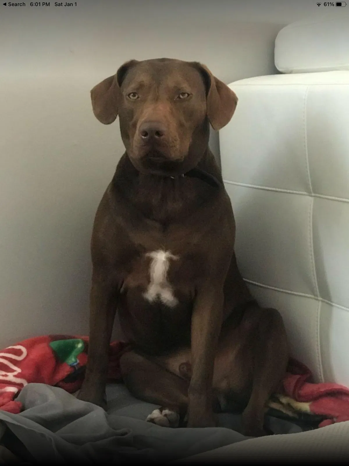Lost dog in Pompano Beach, FL, 33073