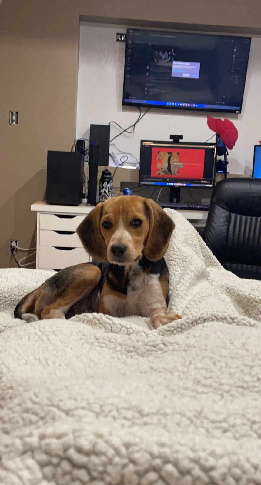 Lost dog in Dallas, TX, 75227