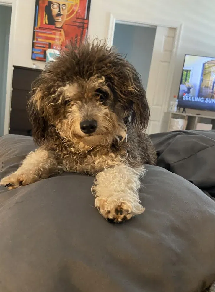 Lost dog in Fort Pierce, FL, 34946