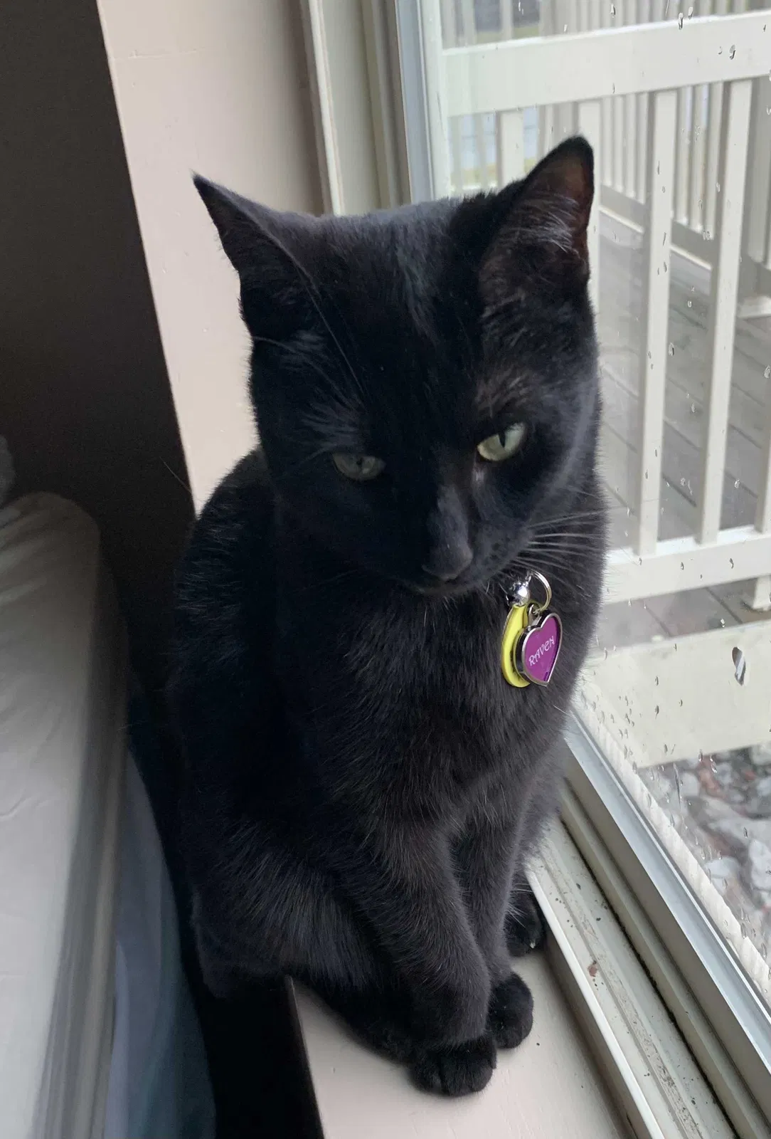 Lost cat in Columbus, OH, 43232