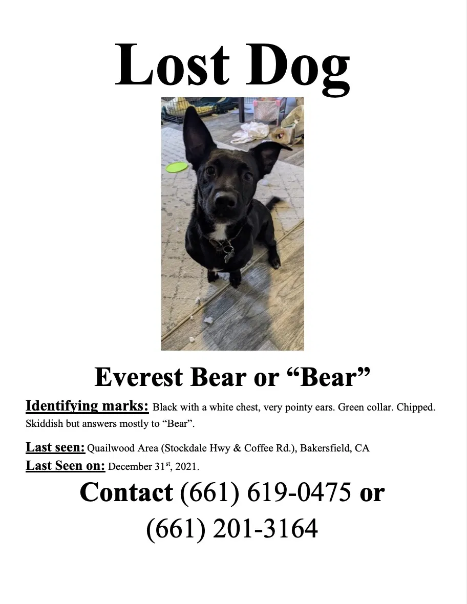 Lost dog in Bakersfield, CA, 93309