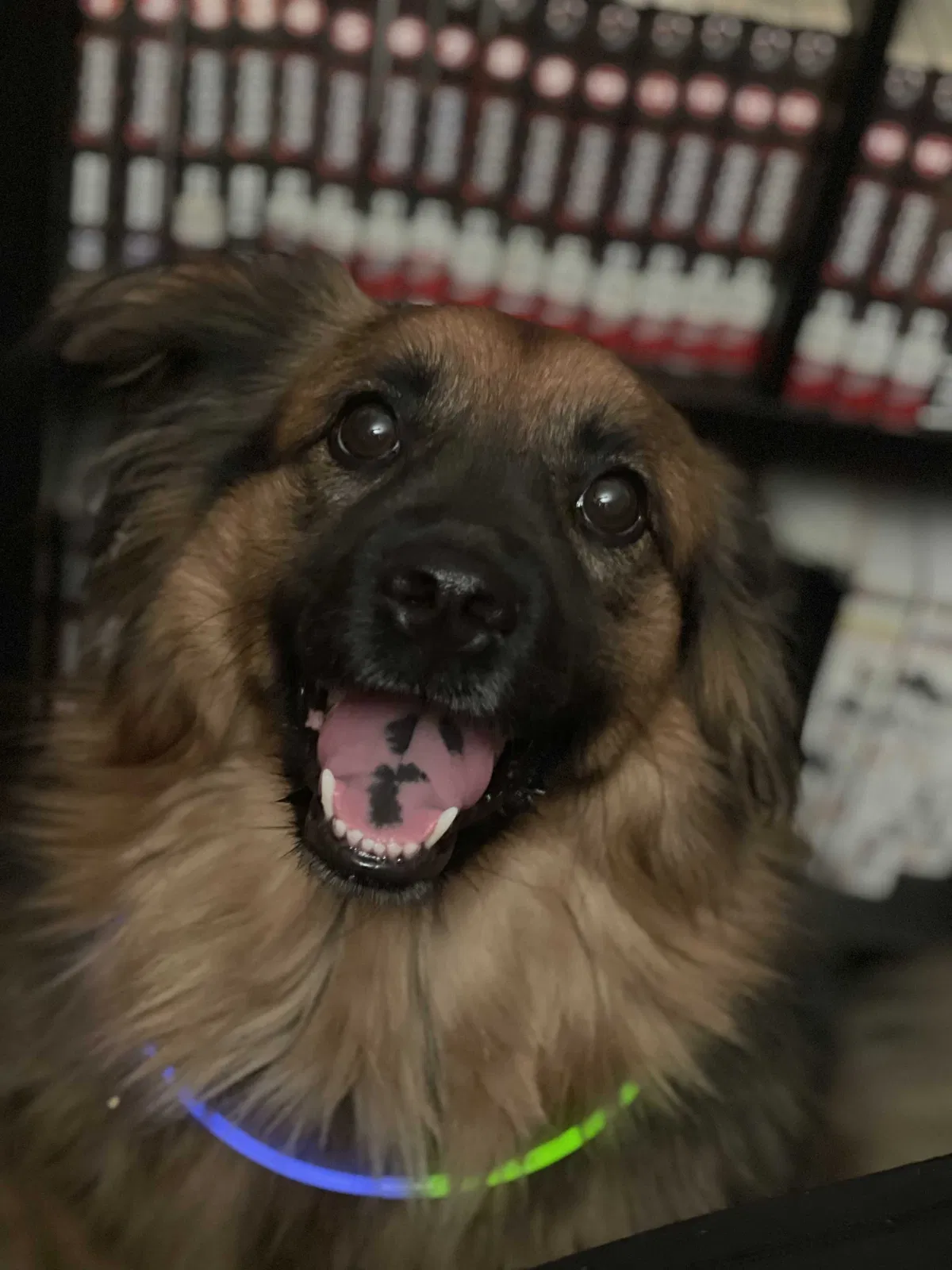Lost dog in Scottsdale, AZ, 85250