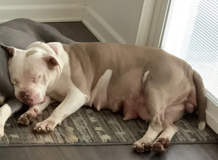 Lost dog in Indianapolis, IN, 46250