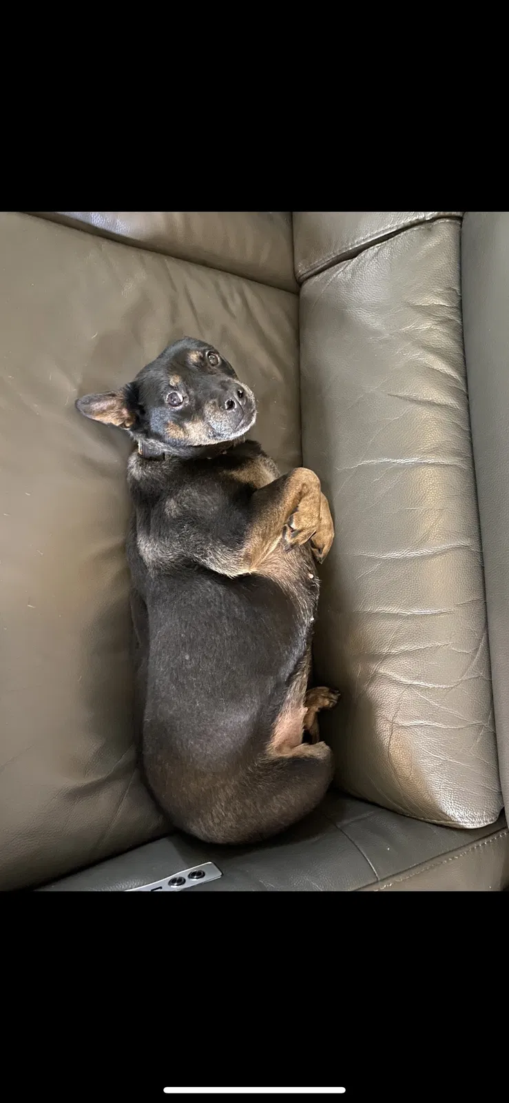 Lost dog in Boynton Beach, FL, 33472