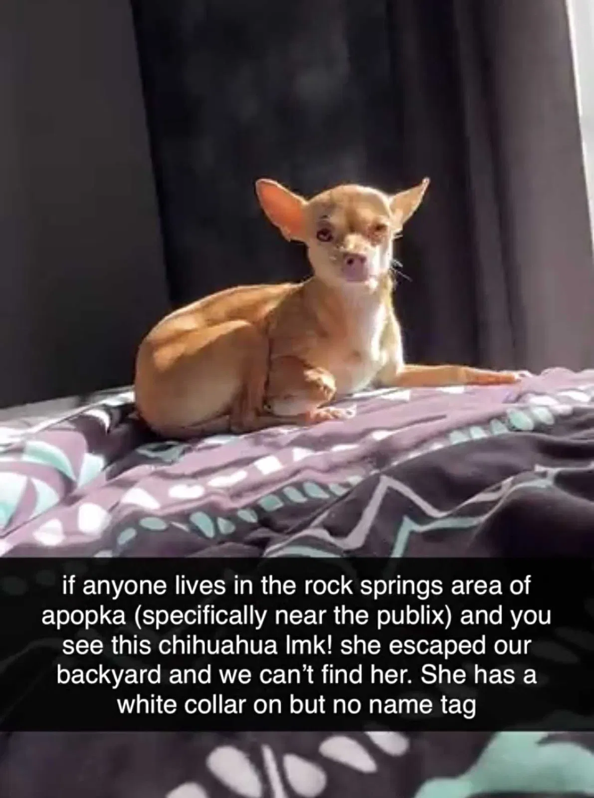 Lost dog in Apopka, FL, 32712