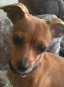 Lost dog in Glendale, AZ, 85301