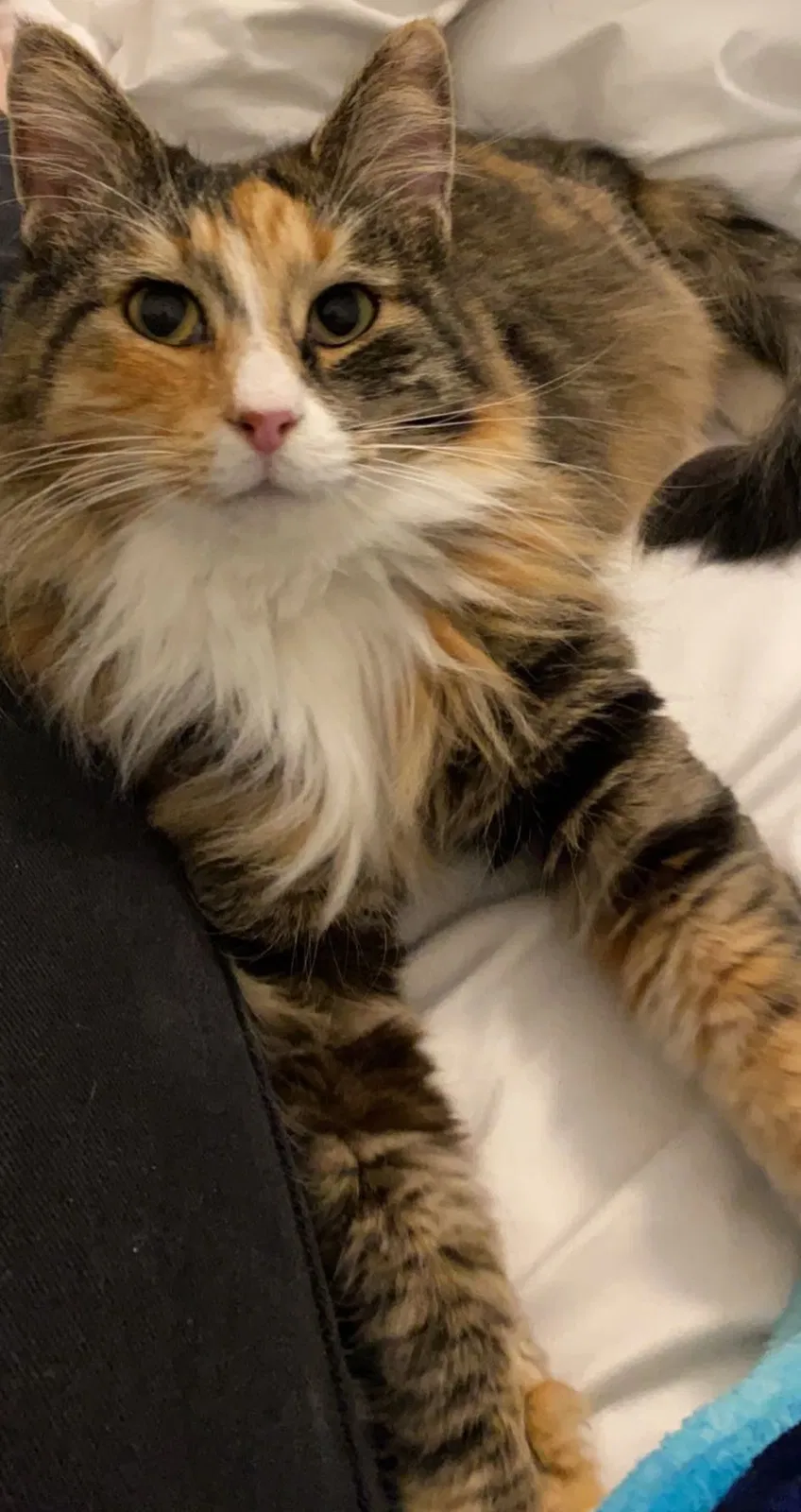 Lost cat in Saint George, UT, 84790