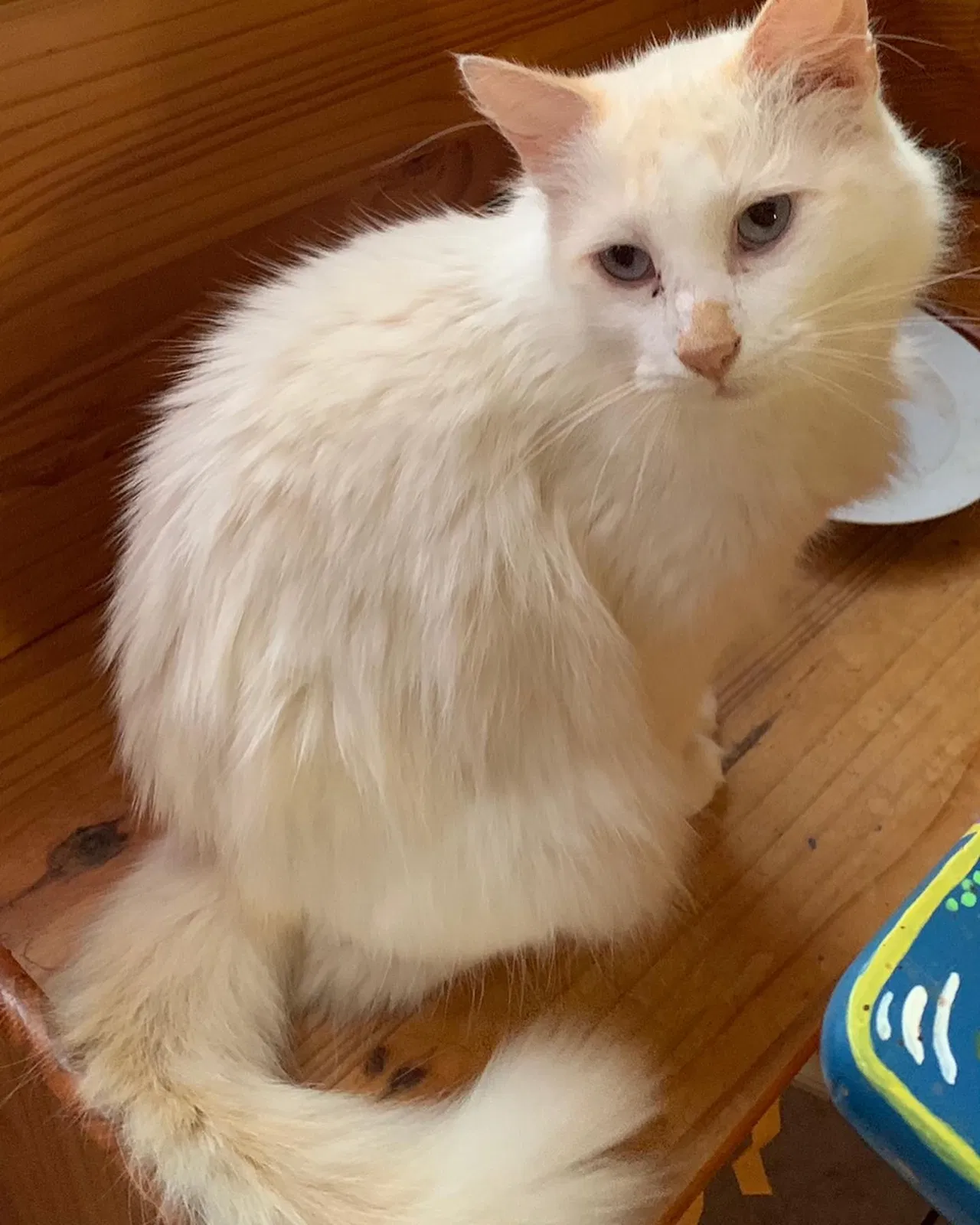 Lost cat in Katy, TX, 77493