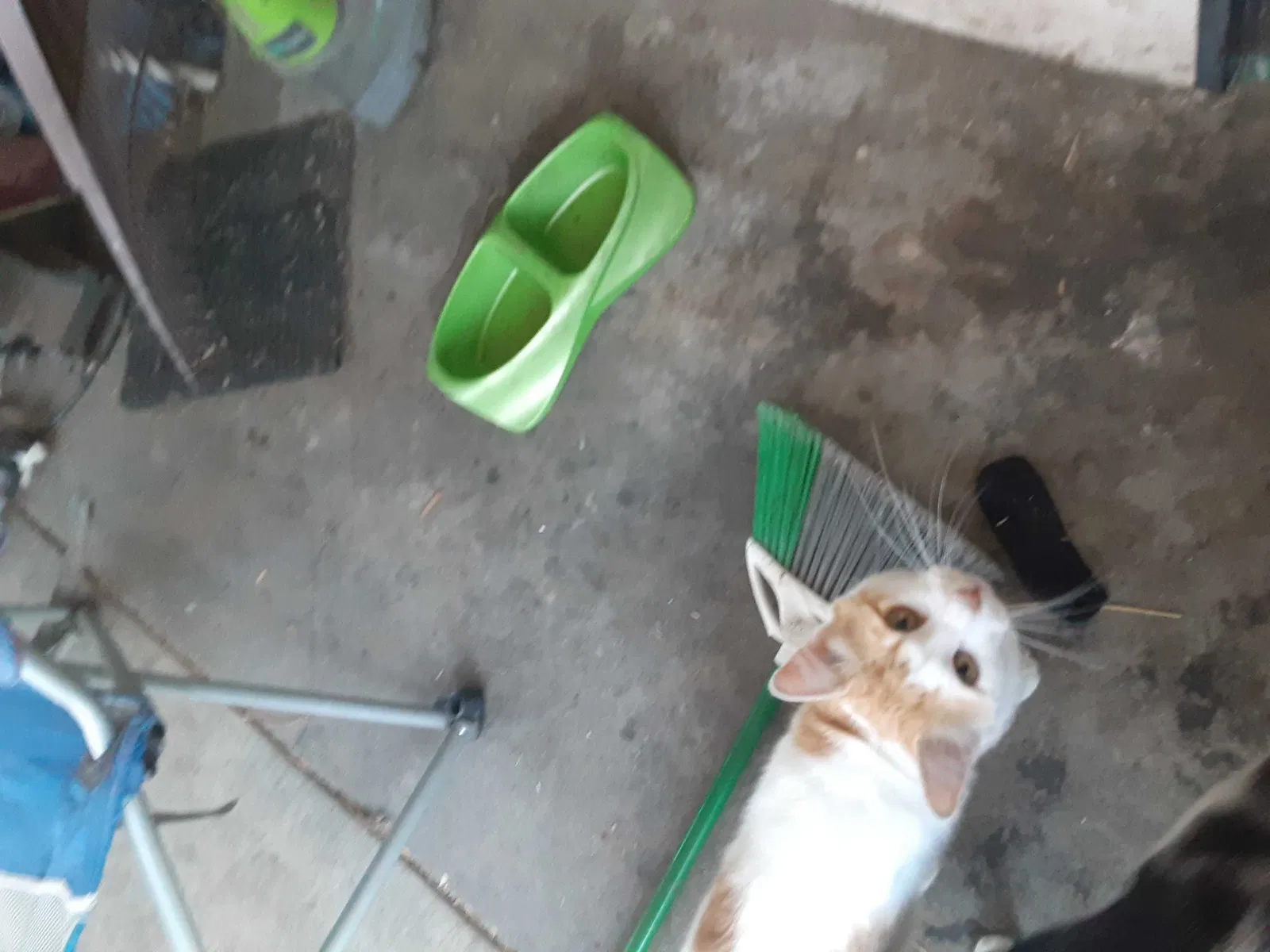 Lost cat in Bellflower, CA, 90706