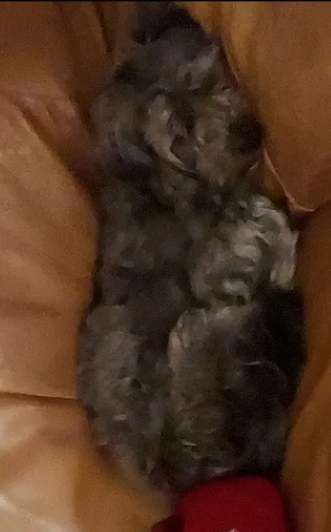 Lost dog in Gilroy, CA, 95020