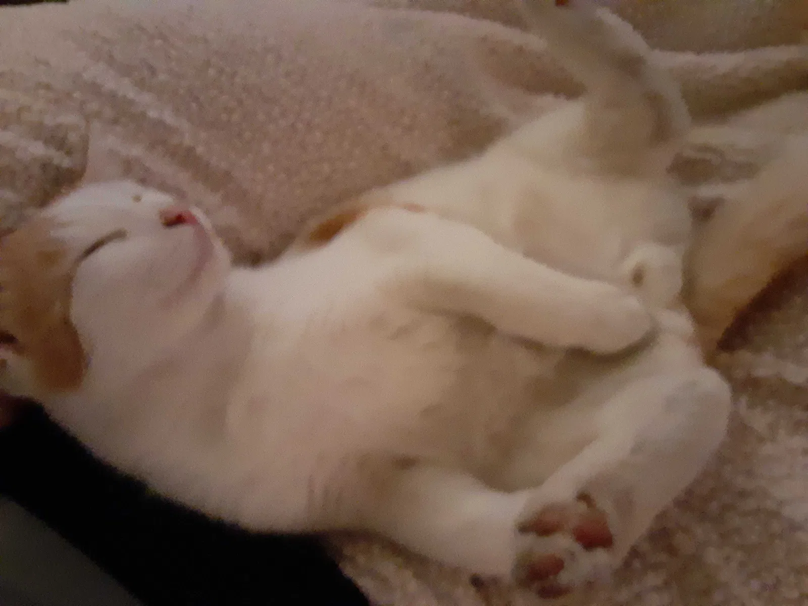 Lost cat in Bellflower, CA, 90706