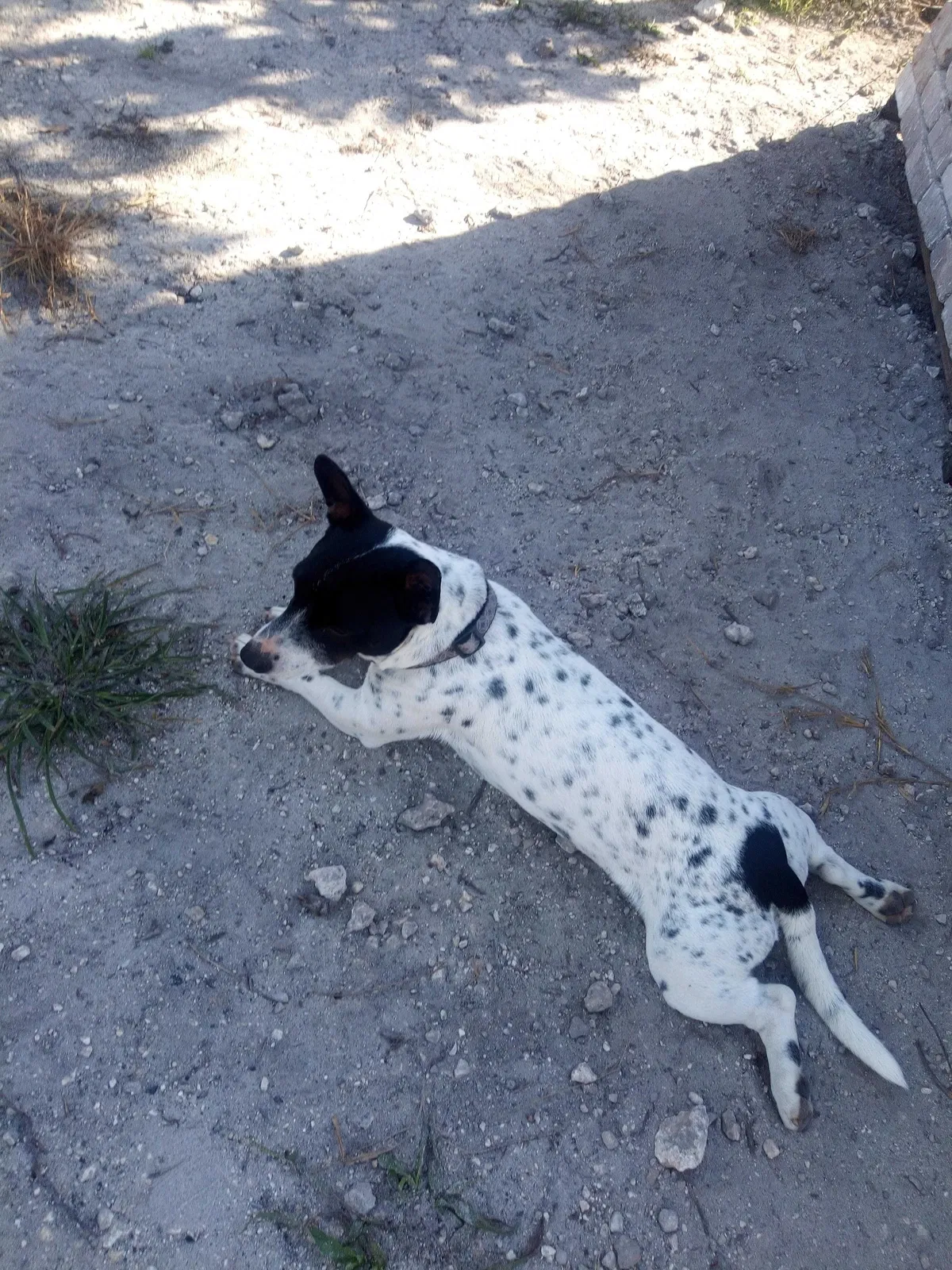 Lost dog in Homestead, FL, 33030