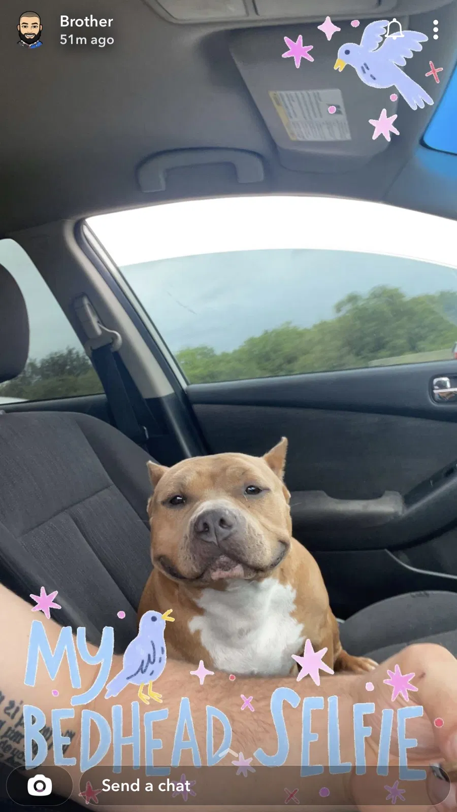 Lost dog in San Antonio, TX, 78254