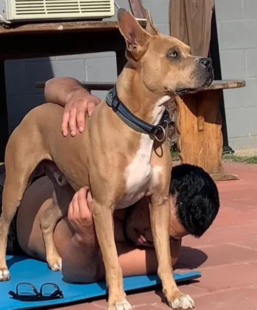 Lost dog in Los Angeles, CA, 90040