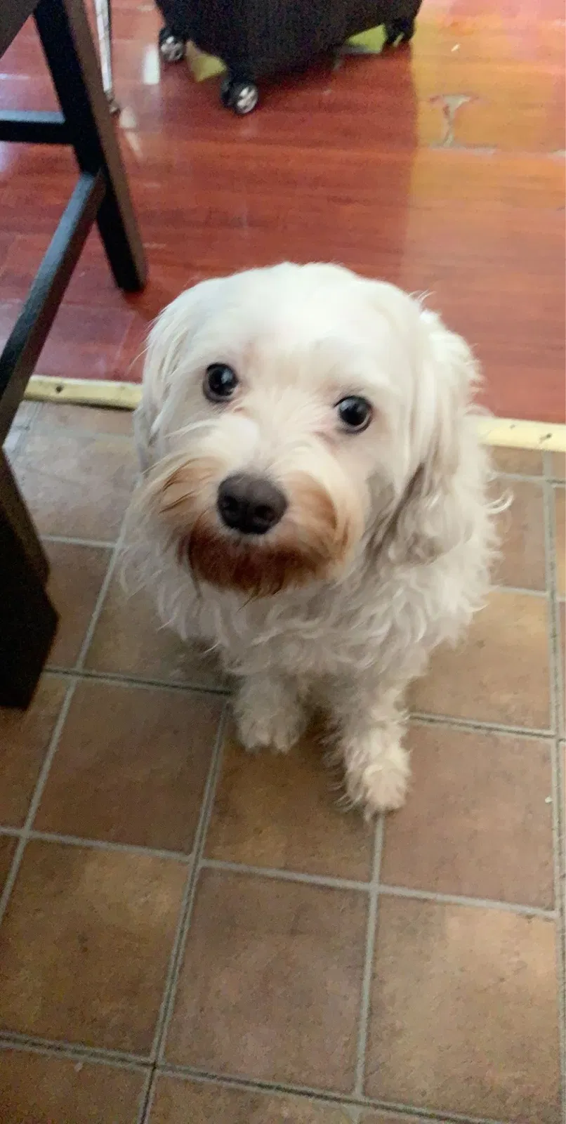Lost dog in Los Angeles, CA, 90031