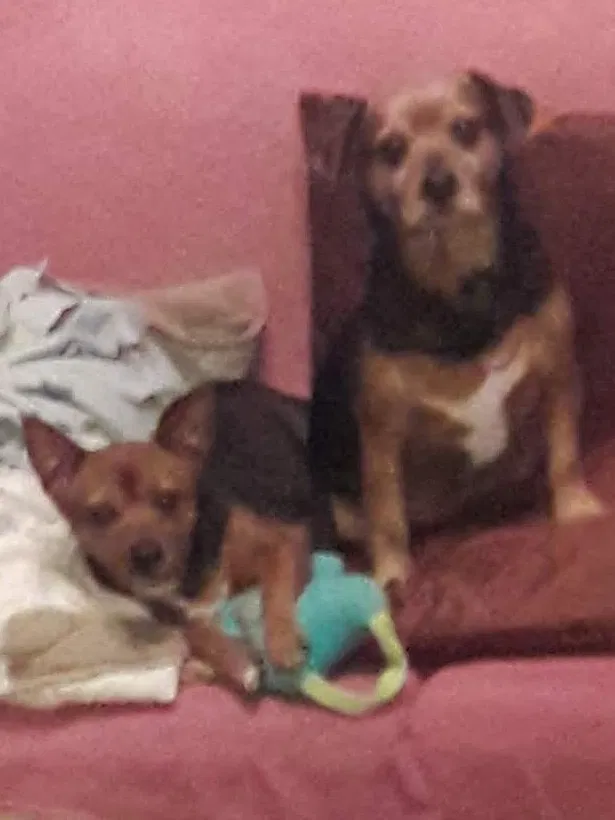 Lost dog in Tracy, CA, 95376