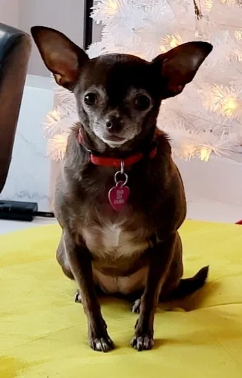 Lost dog in San Antonio, TX, 78216
